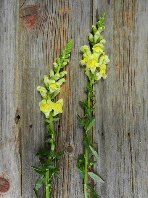 YELLOW SNAPDRAGONS